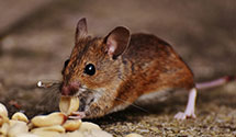 24 Hour & Emergency Exterminators in Bisbee, ND